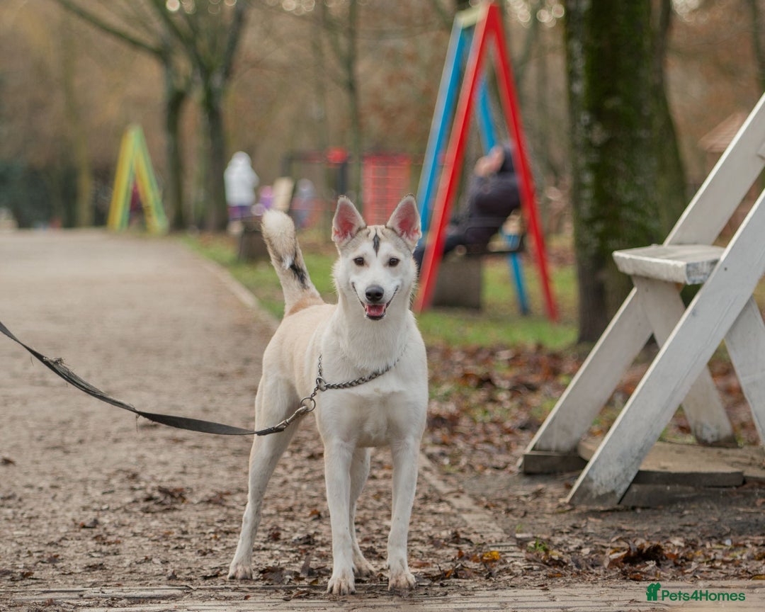 Siberian Husky dogs for adoption: KYLIE – Female Siberian Husky - Advert 2