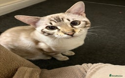 Bengal cats for sale: Snow Lynx Bengal - Image 9