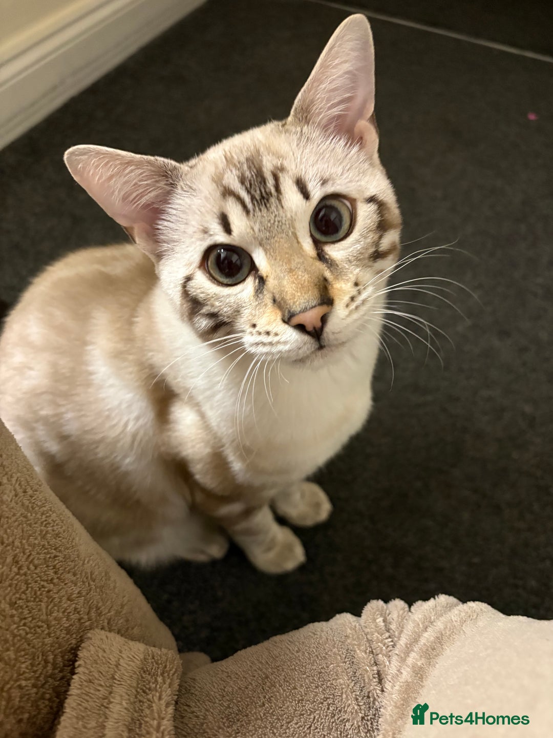 Bengal cats for sale: Snow Lynx Bengal - Image 9