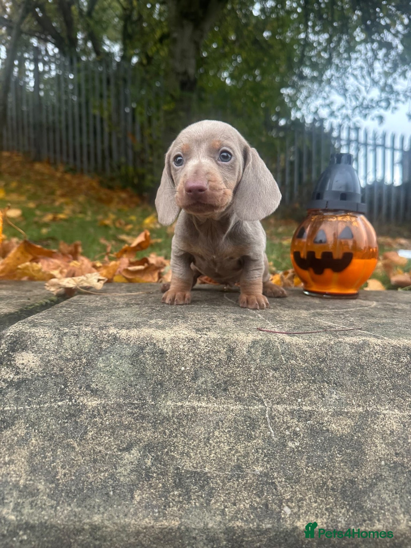 Miniature Dachshund dogs Miniature Dachshund  - Advert 18