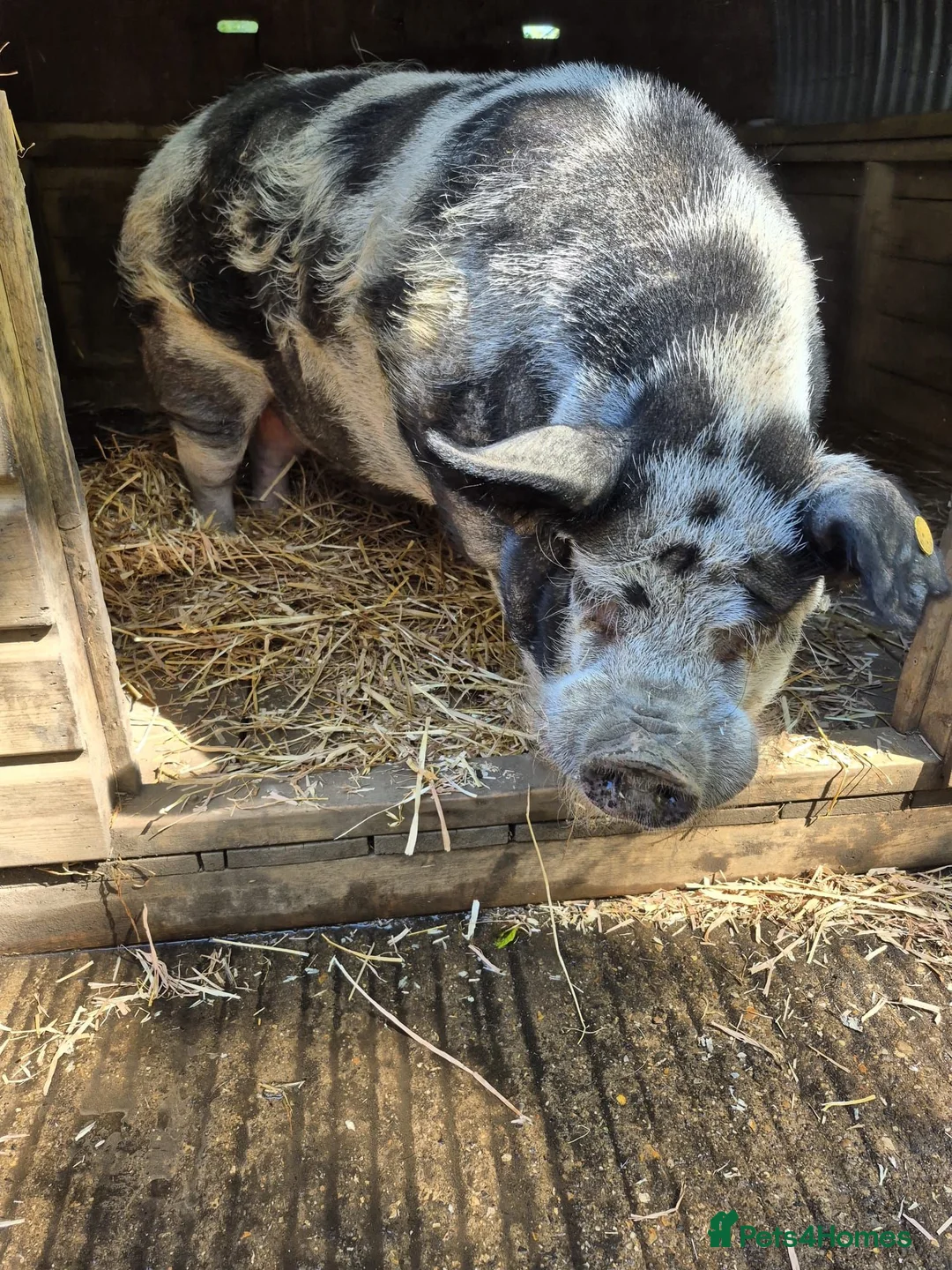 Pig livestock for sale: Loveable Kune x Julianna Boar - Barry in Peterborough - Advert 2