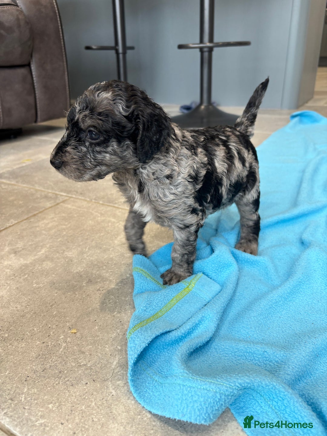 Mixed Breed dogs for sale: ✨ 2 Labradoodle x Australian Labradoodle Puppies  - Image 14