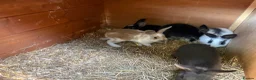 Mixed Breed rabbits for sale: gorgeous baby bunnies  - Advert 8