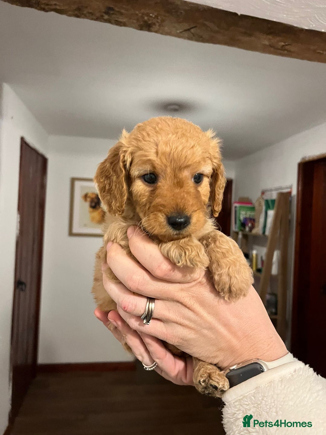 Mini Goldendoodle dogs for sale: Mini Goldendoodle Puppies ready now  - Advert 8