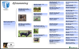 Mixed Breed dogs for sale: GSD × Dutch Herder – Top European Working Lines - Image 10