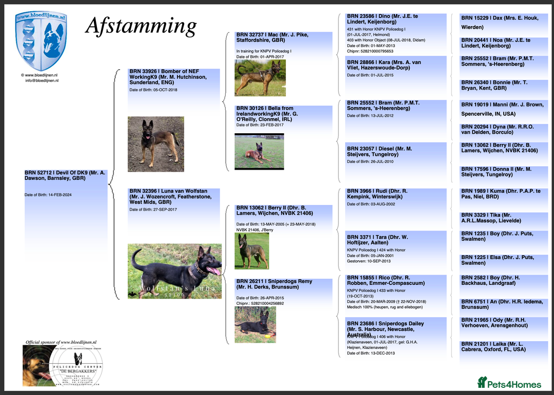 Mixed Breed dogs for sale: GSD × Dutch Herder – Top European Working Lines - Image 10