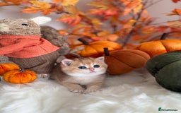 British Shorthair cats for sale: Golden British Shorthair  - Image 40