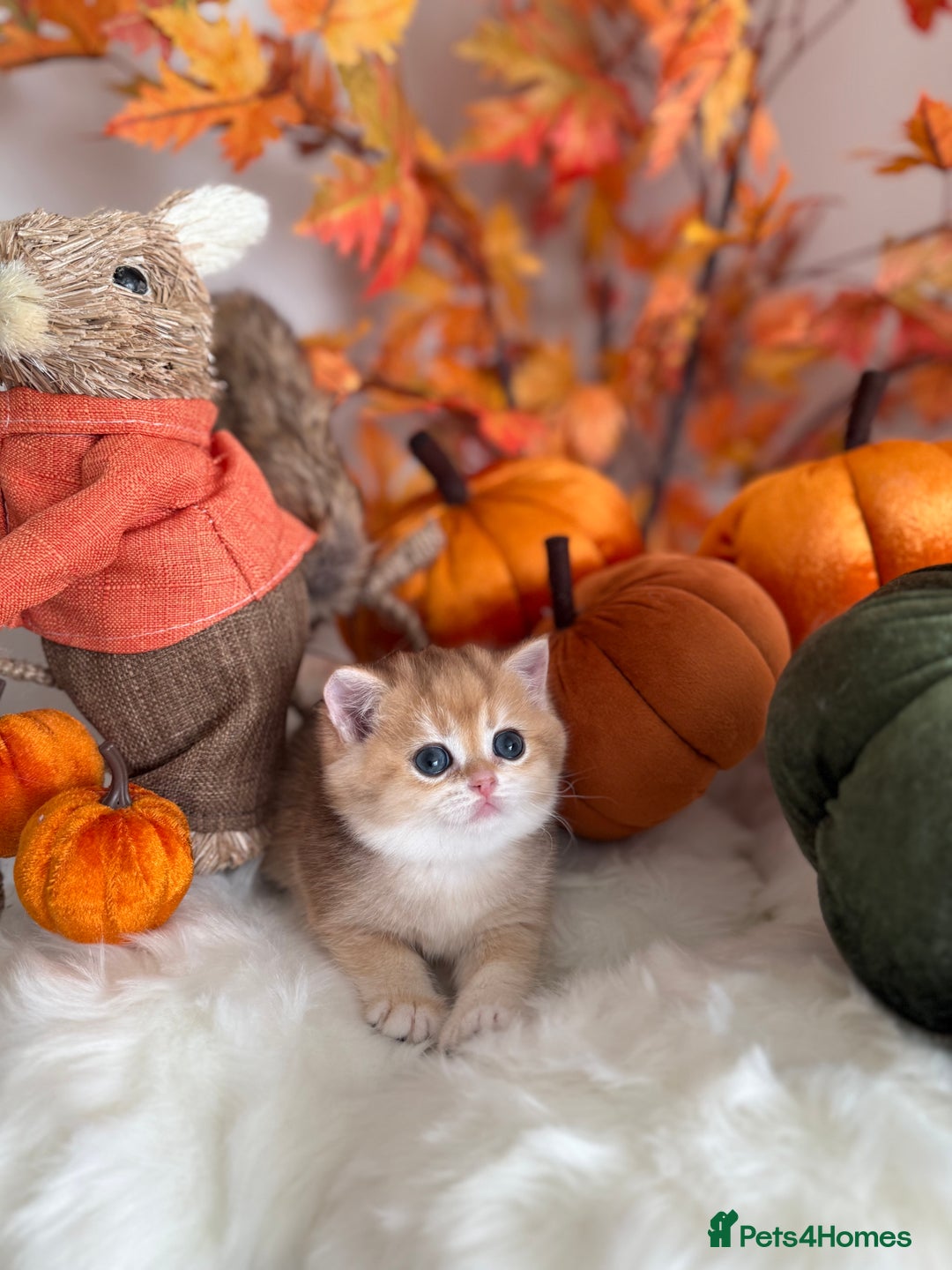 British Shorthair cats for sale: Golden British Shorthair  - Image 40