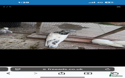 Pigeons birds for sale:  Pakistani and Iranian pigeon for sale  - Image 7