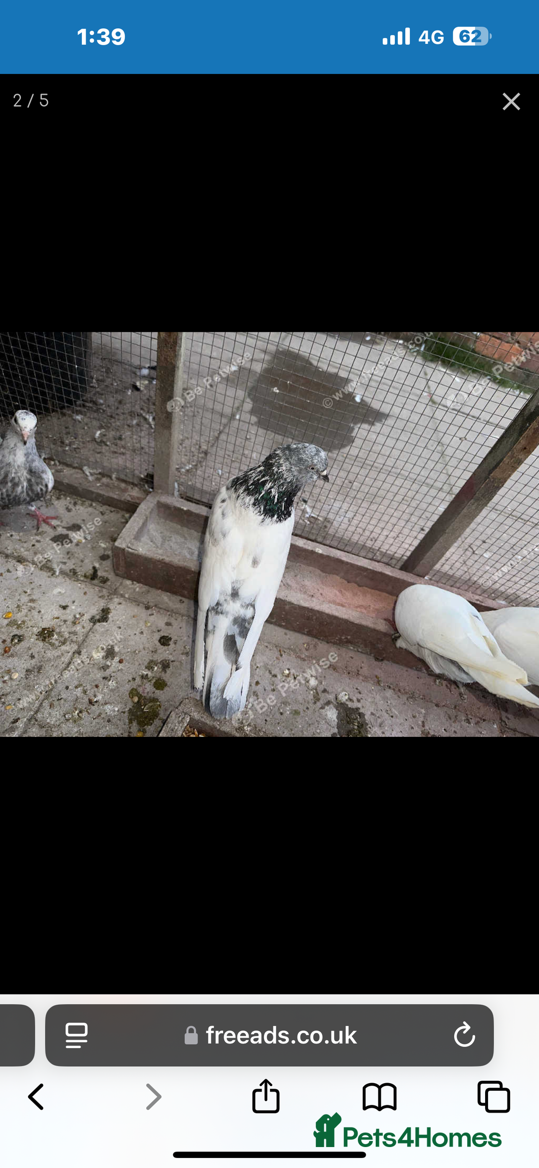 Pigeons birds for sale:  Pakistani and Iranian pigeon for sale  - Image 7