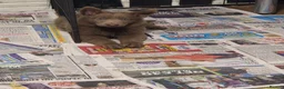 German Shepherd dogs for sale: German shepherd pups - Advert 6