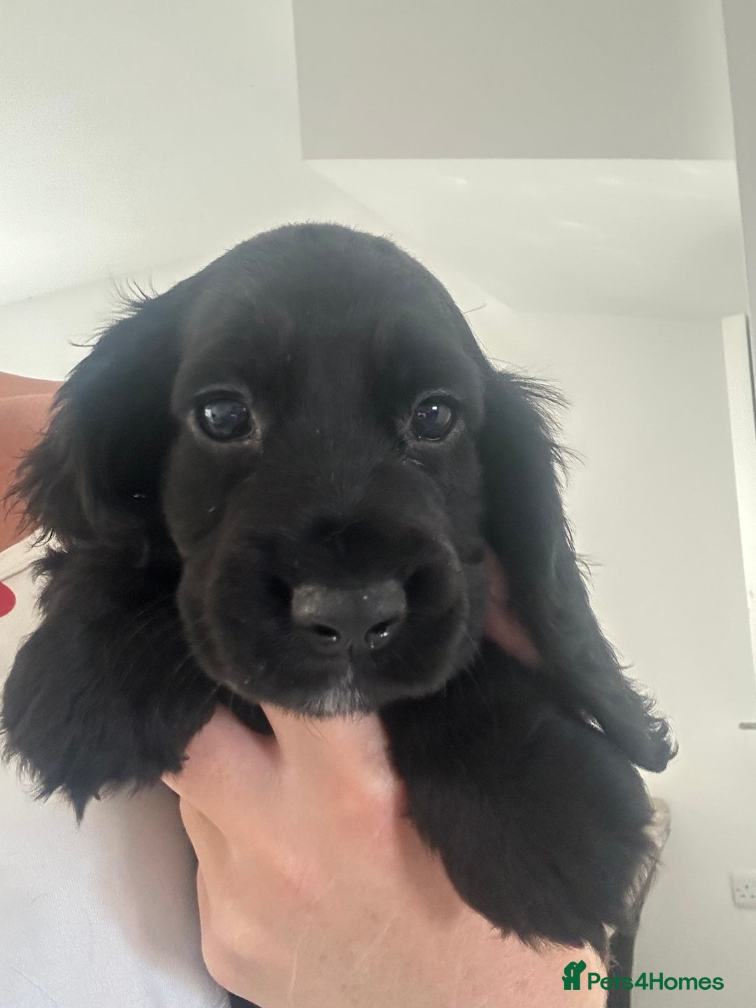 Cocker Spaniel dogs for sale: Cocker Spaniel Puppies perfect example ready now - Image 11