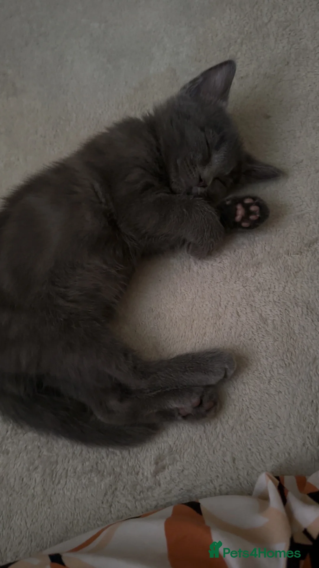 British Shorthair cats for sale: Kitten British shorthair  - Advert 4