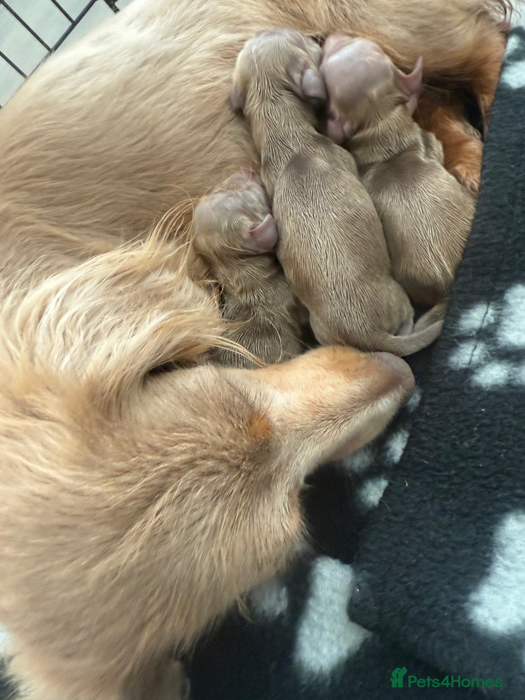 Miniature Dachshund dogs for sale: Miniature Dachshund puppies boys and girls  - Image 11
