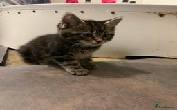 Mixed Breed cats for sale: 3 Fluffy kittens for sale 🥰 - Image 5