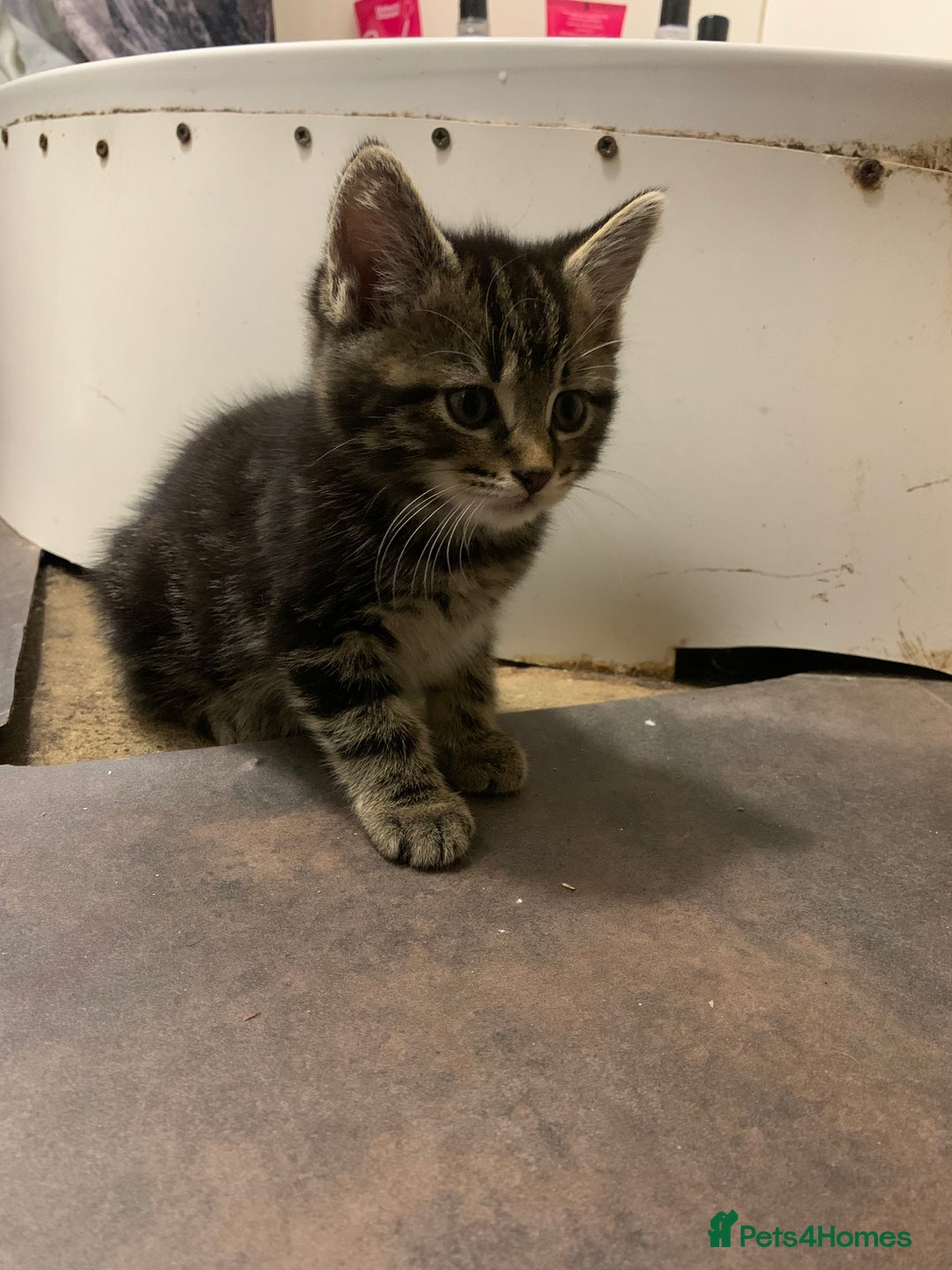Mixed Breed cats for sale: 3 Fluffy kittens for sale 🥰 - Image 5