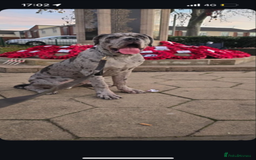 Cane Corso dogs for sale: Cane Corso Puppies  - Image 7