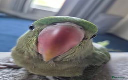 Mixed Breed birds for sale: Alexandrine pair of parrots - Image 5