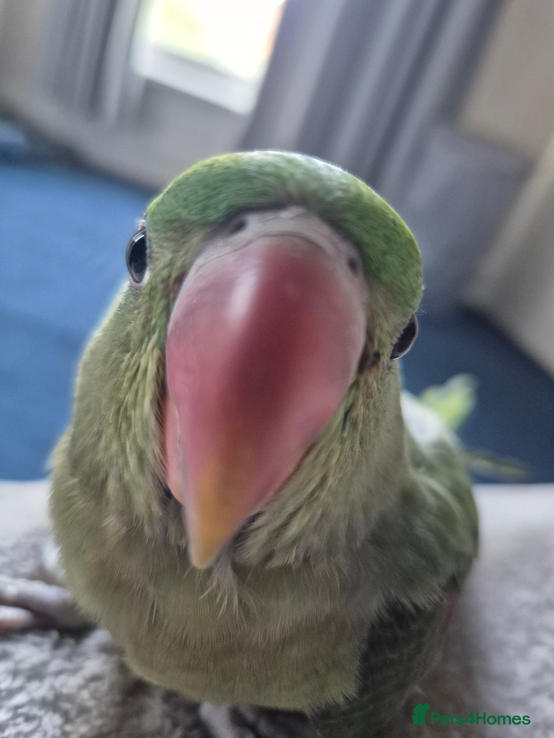 Mixed Breed birds for sale: Alexandrine pair of parrots - Image 5