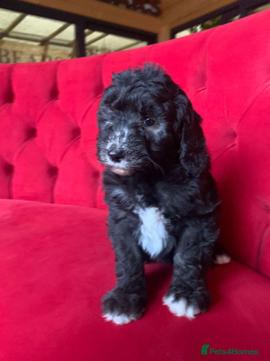 Sheepadoodle dogs for sale: Medium Sheepadoodle Puppies Available  - Advert 19