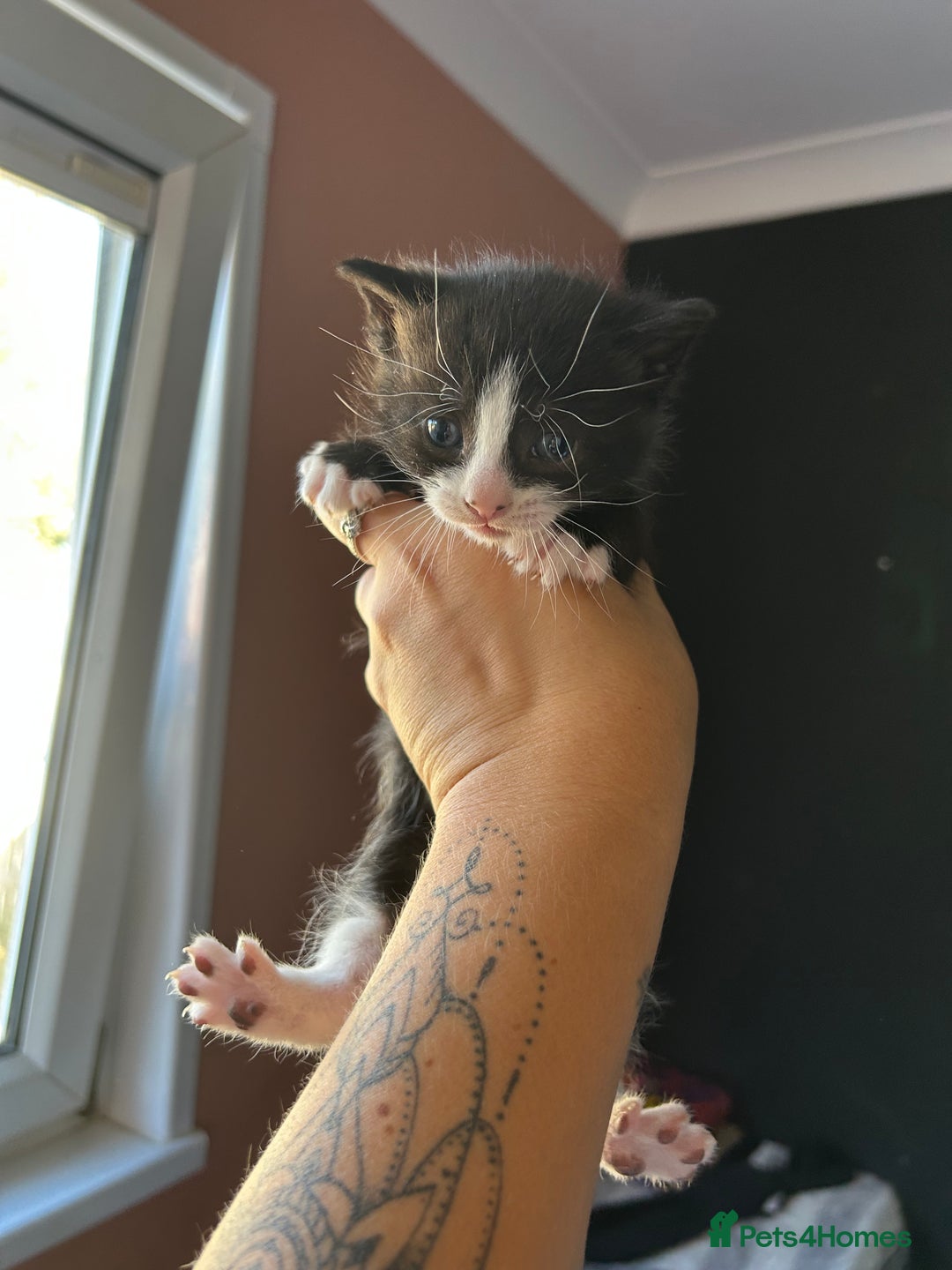 Mixed Breed cats for sale: Part Siamese kittens for sale - Image 11