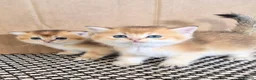 Scottish Fold cats for sale: Adorable Scottish kittens - Advert 7