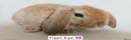 Mini Lop rabbits for sale: Purebred Mini Plush Lops Blues & Orange  - Advert 4