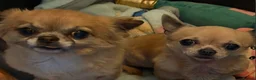 Chihuahua dogs for sale: Gizmo & Missy 7 year old Chihuahuas - Advert 1