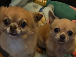 Chihuahua dogs Gizmo & Missy 7 year old Chihuahuas - Advert 1