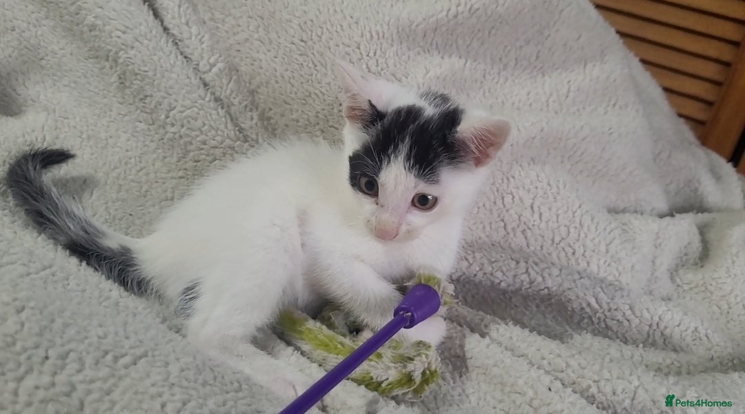 American Shorthair cats for sale: Lovely little kittens, lots of different colours! - Image 12