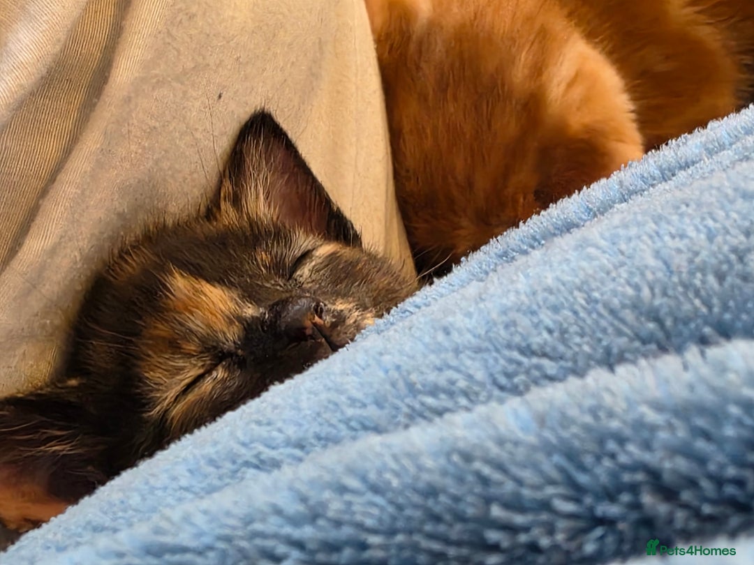 Mixed Breed cats for sale: 9 beautiful kittens - Advert 7