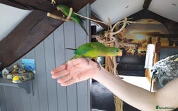 Parrots birds for sale: Two Hand tamed Baraband parrot DNA sexed  - Image 4