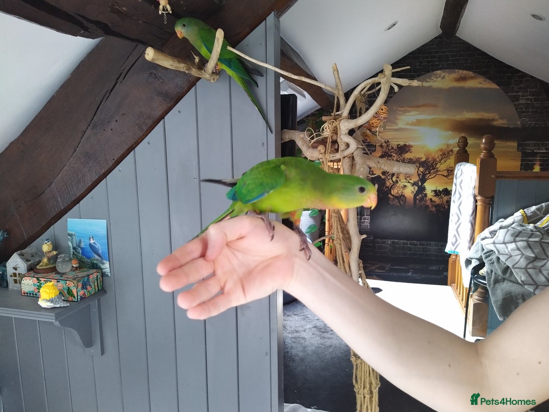 Parrots birds for sale: Two Hand tamed Baraband parrot DNA sexed  - Image 4