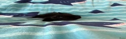 Mixed Breed cats for sale: Kittens, black and white - Advert 26