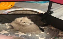 British Shorthair cats for sale: Beautiful British shorthair champion bloodlines - Image 12