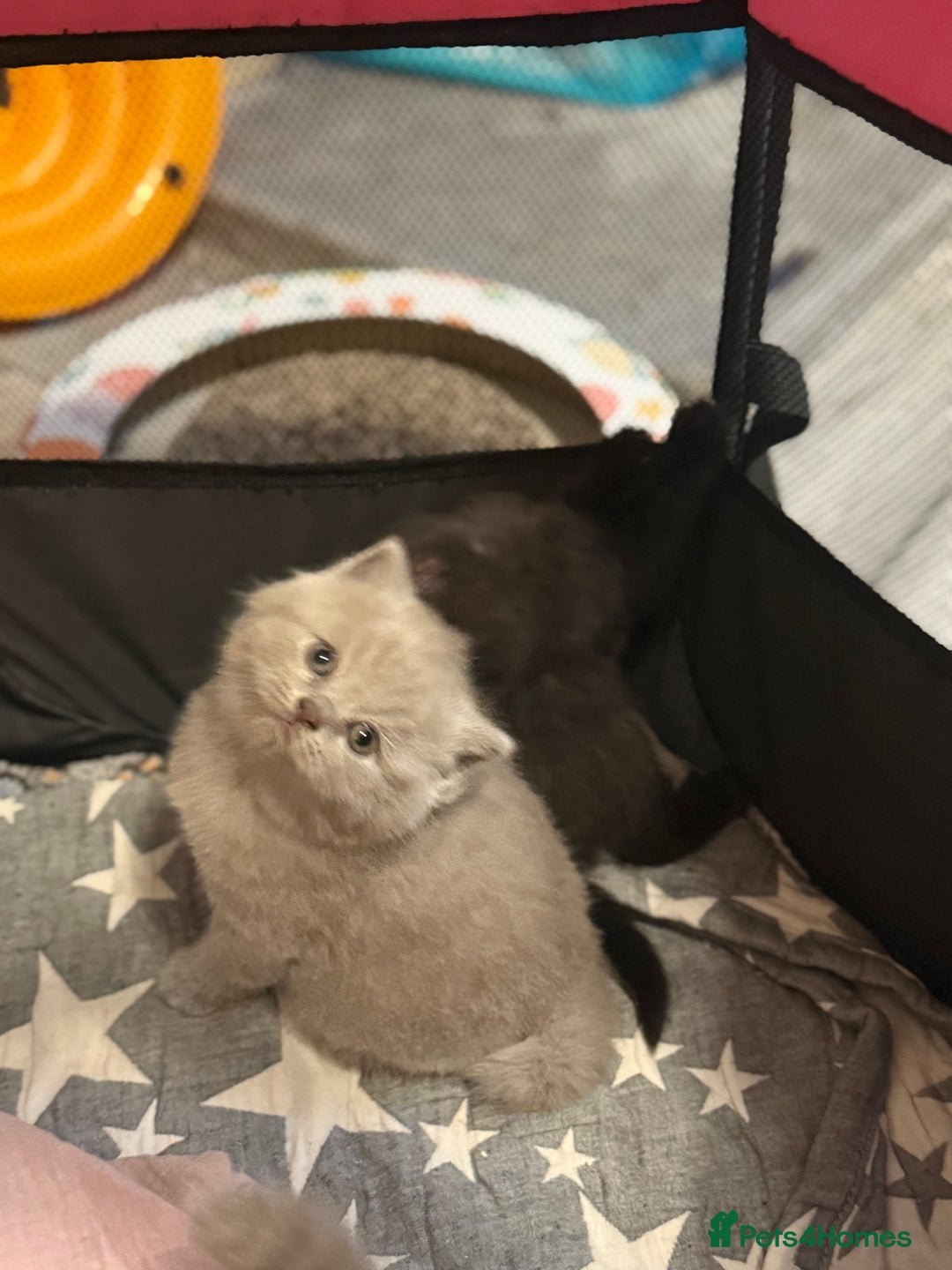 British Shorthair cats for sale: Beautiful British shorthair champion bloodlines - Image 12