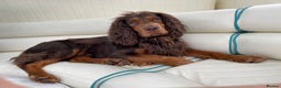 Cocker Spaniel dogs for stud: Choc & tan health tested working cocker in Doncaster - Advert 9