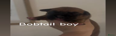 Bobtail boy 2
