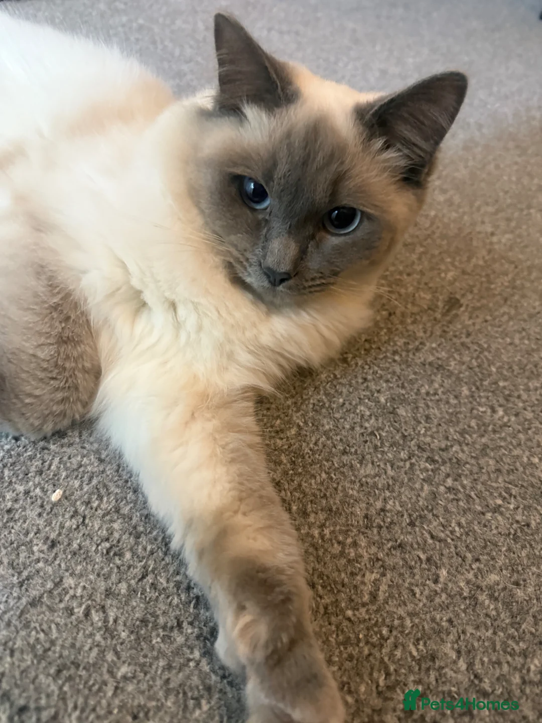 Ragdoll cats for sale: 6 month old ragdoll for sale  - Advert 4