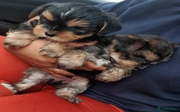 Yorkshire Terrier dogs for sale: Yorkshire pups  - Image 2