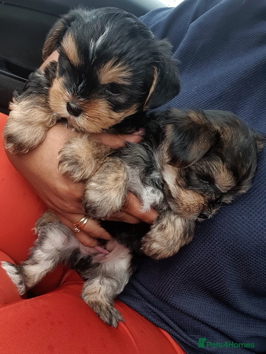 Yorkshire Terrier dogs for sale: Yorkshire pups  - Image 2