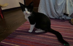 Mixed Breed cats for adoption: Rescue Brothers 6 months need forever home - Image 4