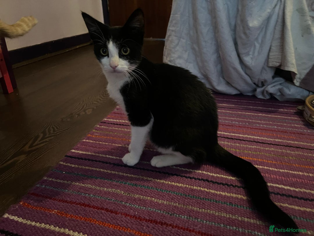 Mixed Breed cats for adoption: Rescue Brothers 6 months need forever home - Image 4