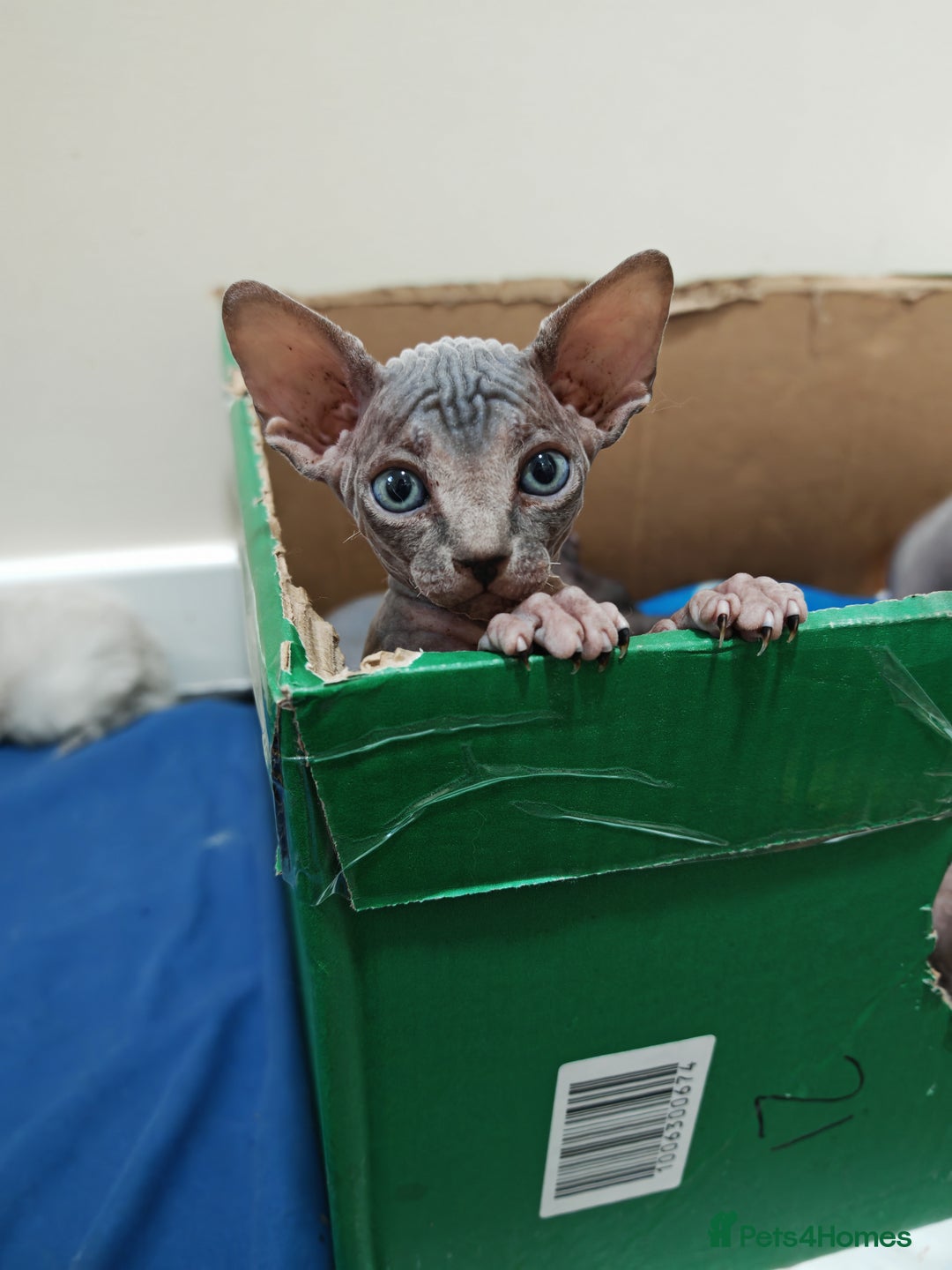 Sphynx cats for sale: Unique Elf, Sphynx & Dwelf Babies - Advert 7