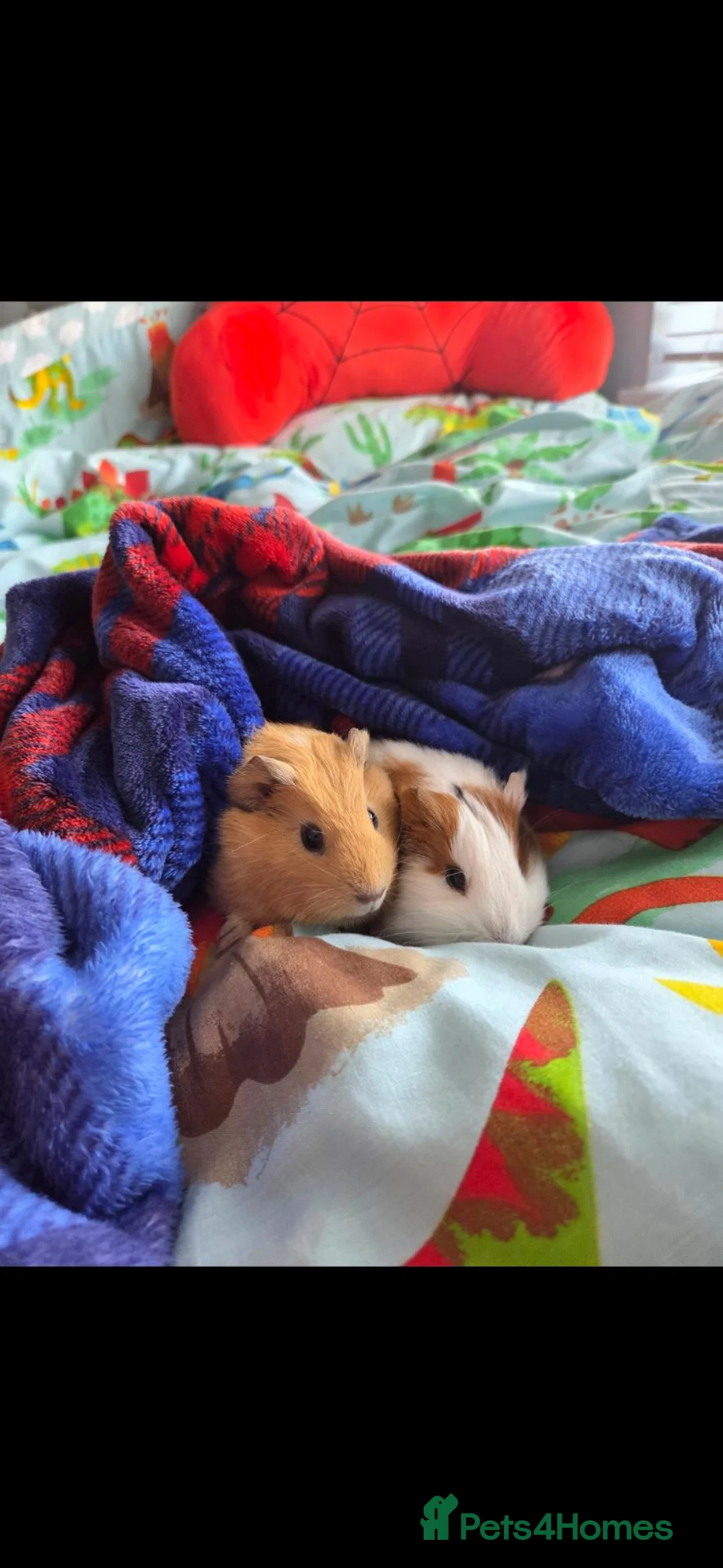 Guinea Pig rodents for sale: Female guinea pigs  - Advert 5