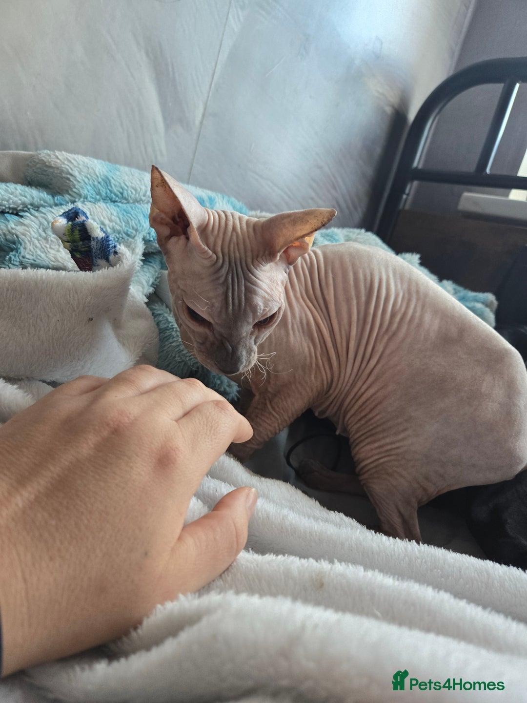 Sphynx cats for sale: Urgent 2 Sphynx Female  - Image 3