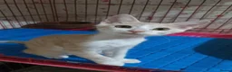 Mixed Breed cats for adoption: Sweet Shaheer will bring you lots of joy <3 - Advert 1