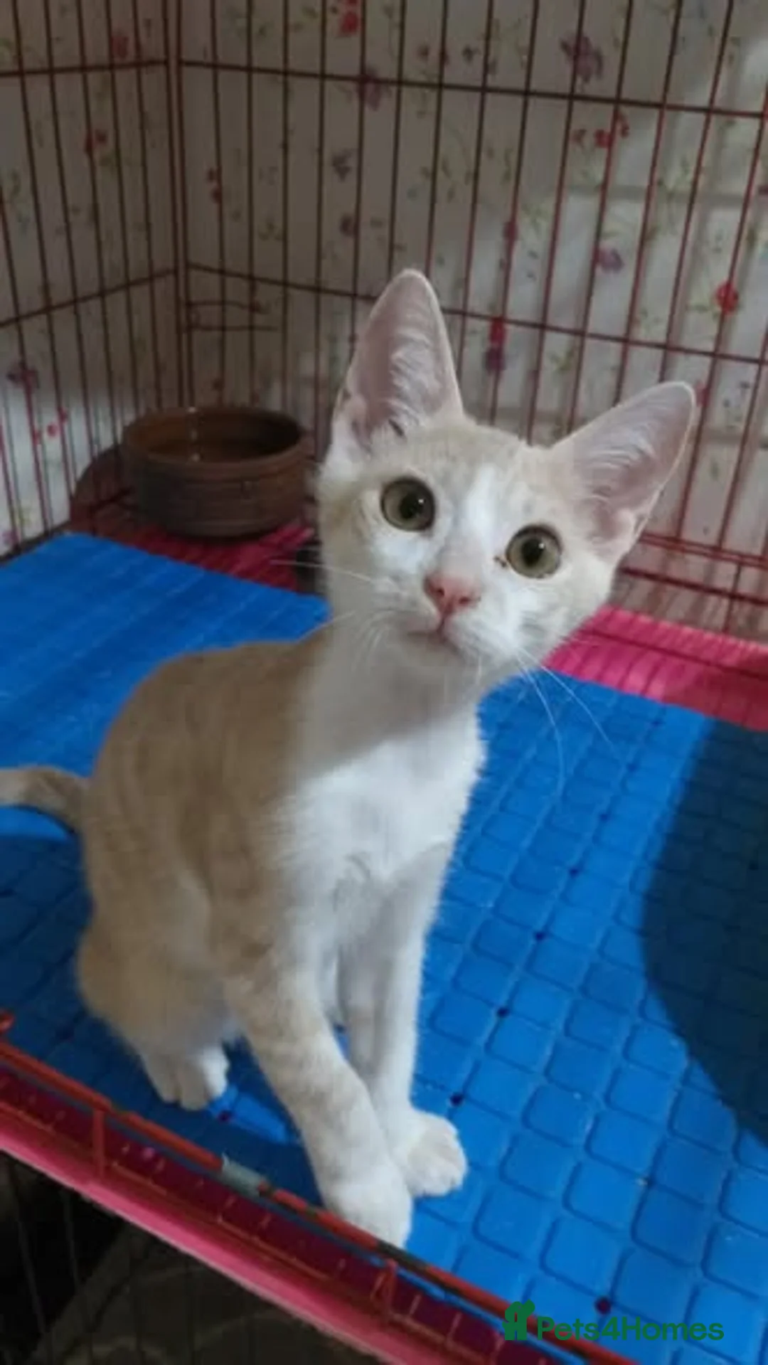 Mixed Breed cats for adoption: Sweet Shaheer will bring you lots of joy <3 - Advert 1