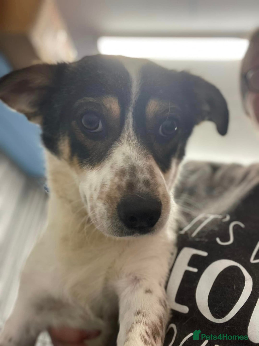 Mixed Breed dogs for adoption: Brodie In Ayr Looking for a home  - Image 11