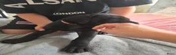 Great Dane dogs for sale: Great dane pups  - Advert 34